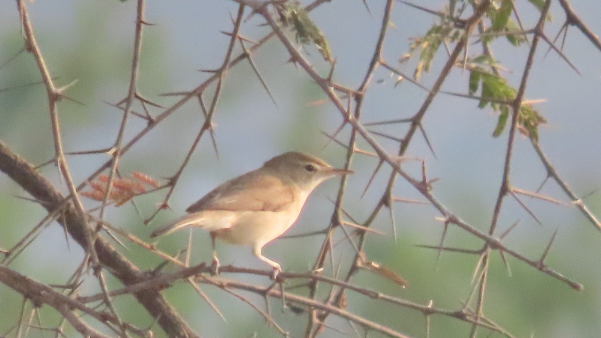 Booted Warbler - ML646353724