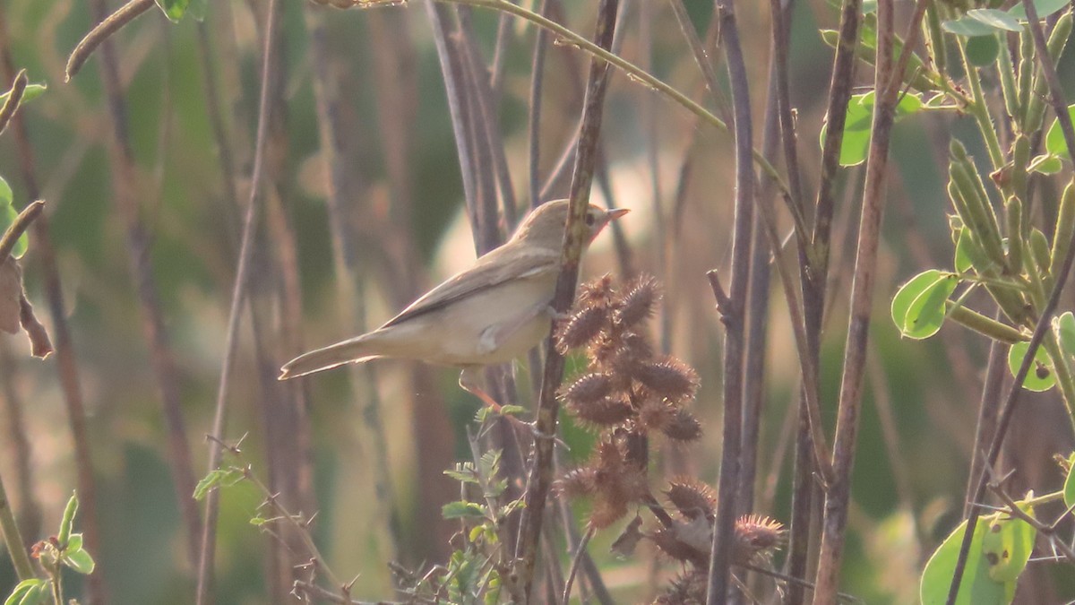 Booted Warbler - ML646353725