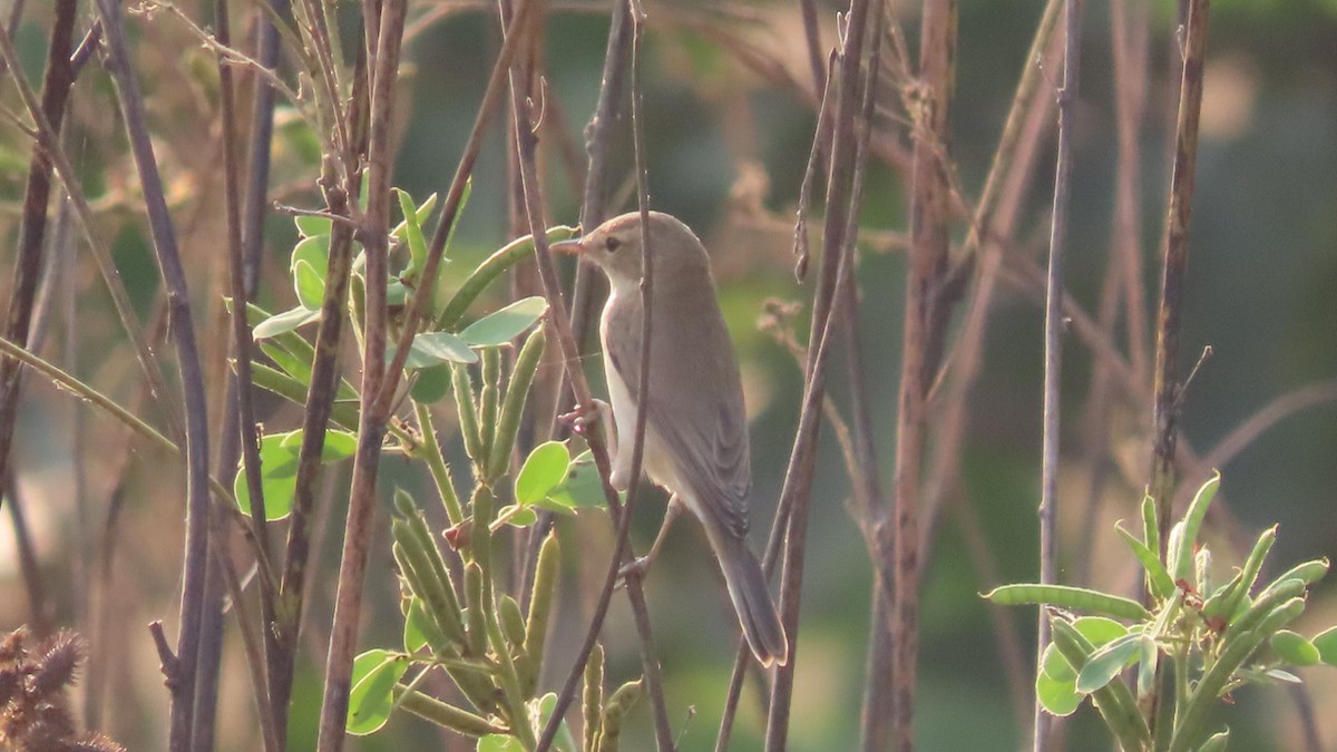 Booted Warbler - ML646353726
