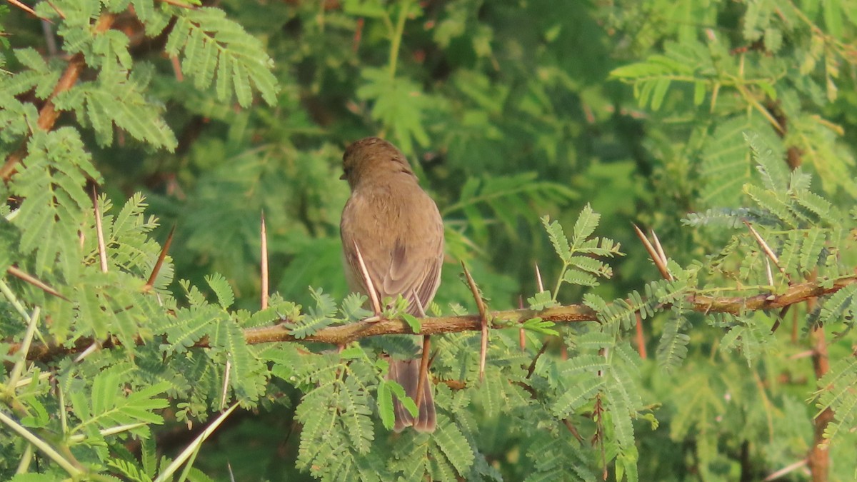 Booted Warbler - ML646353727