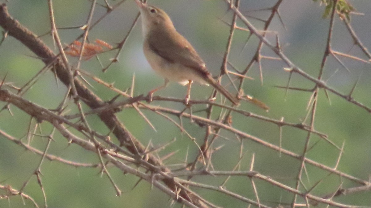 Booted Warbler - ML646353728