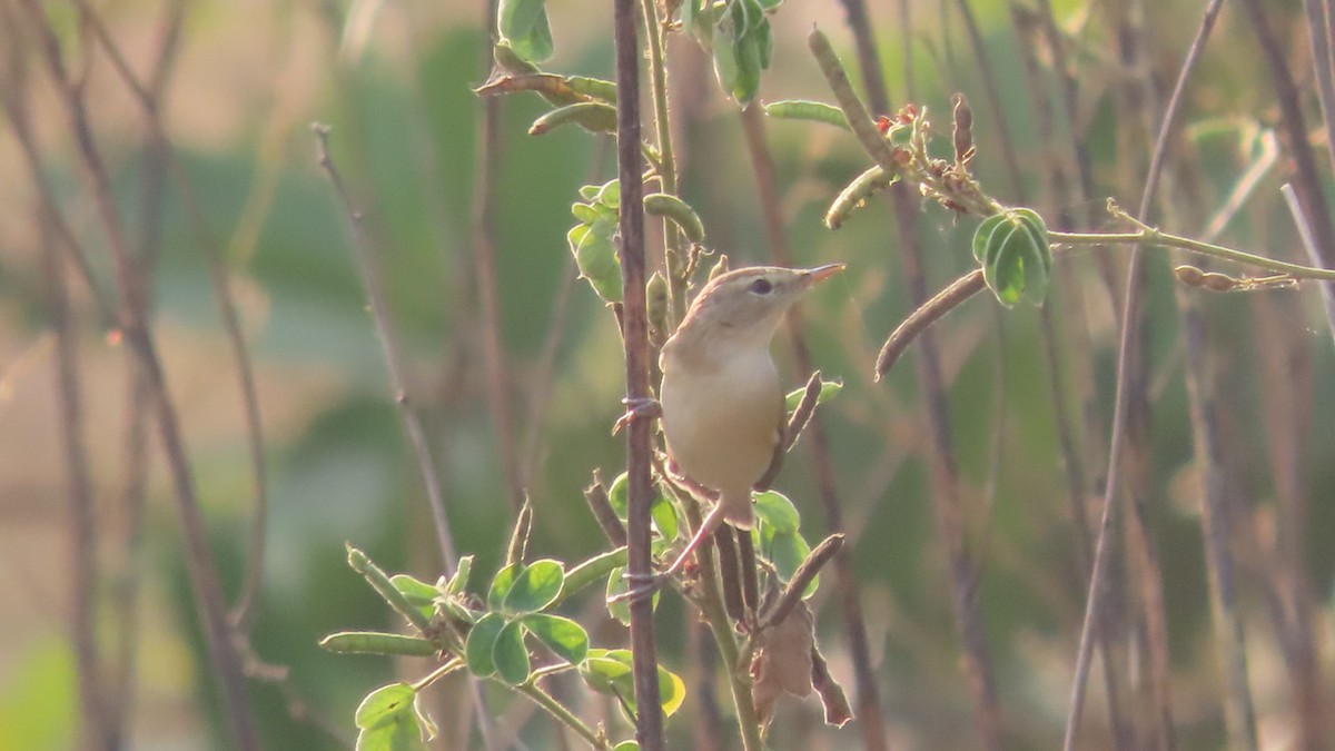 Booted Warbler - ML646353729