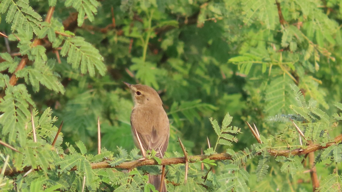 Booted Warbler - ML646353730
