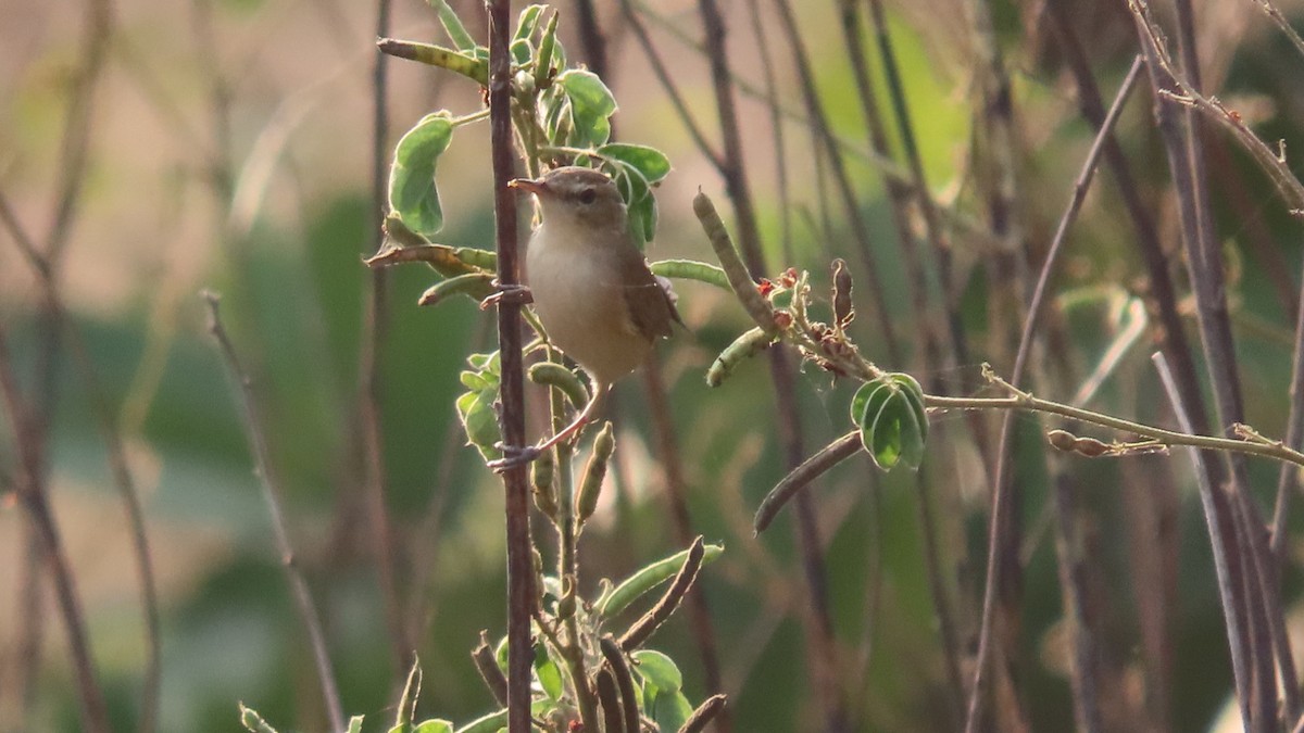 Booted Warbler - ML646353731