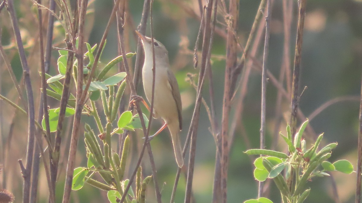 Booted Warbler - ML646353732