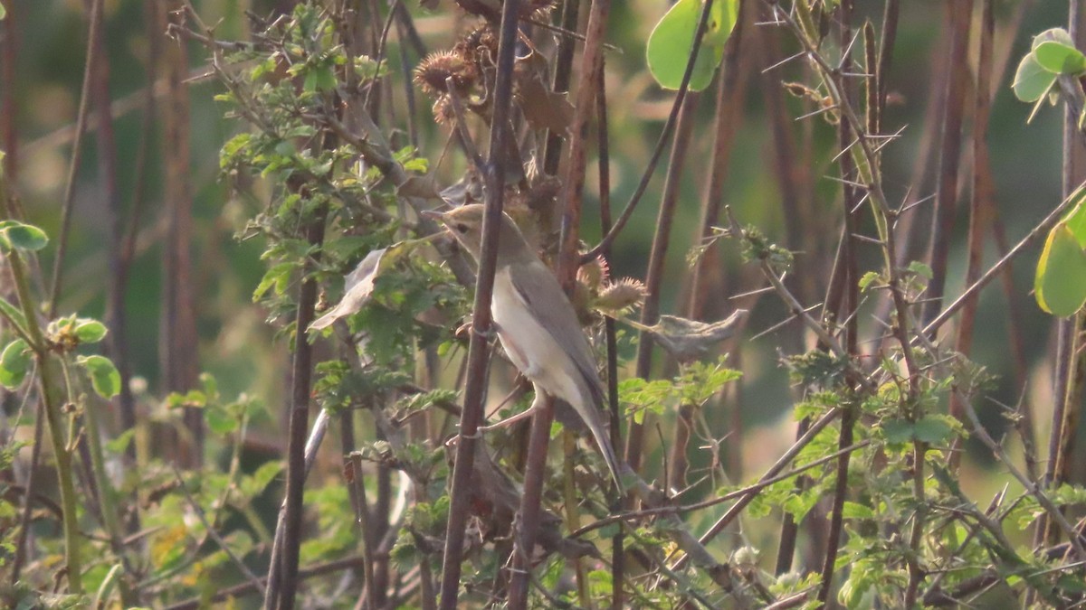 Booted Warbler - ML646353733