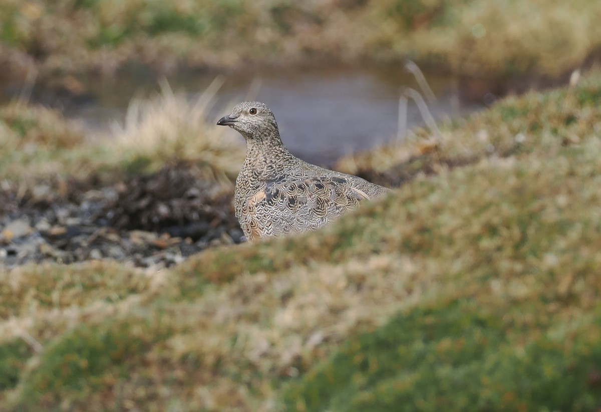 Rufous-bellied Seedsnipe - ML646353734