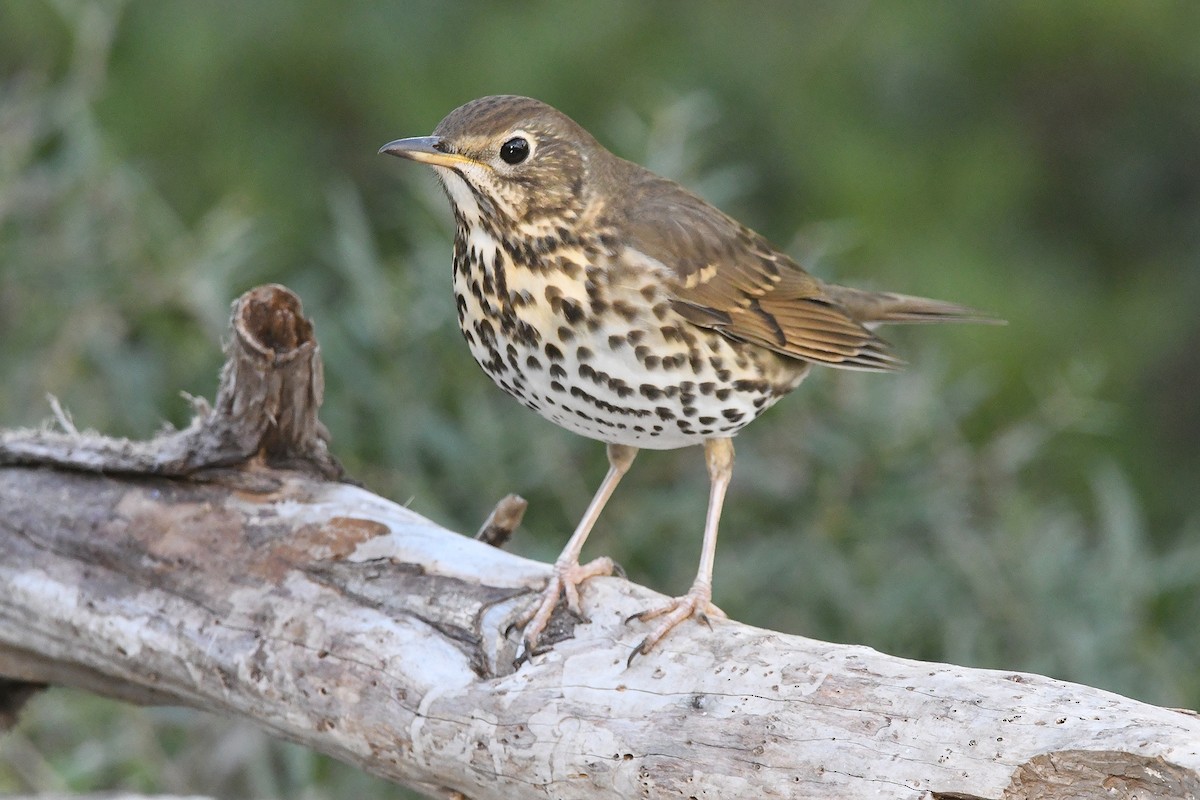 Song Thrush - ML646353735