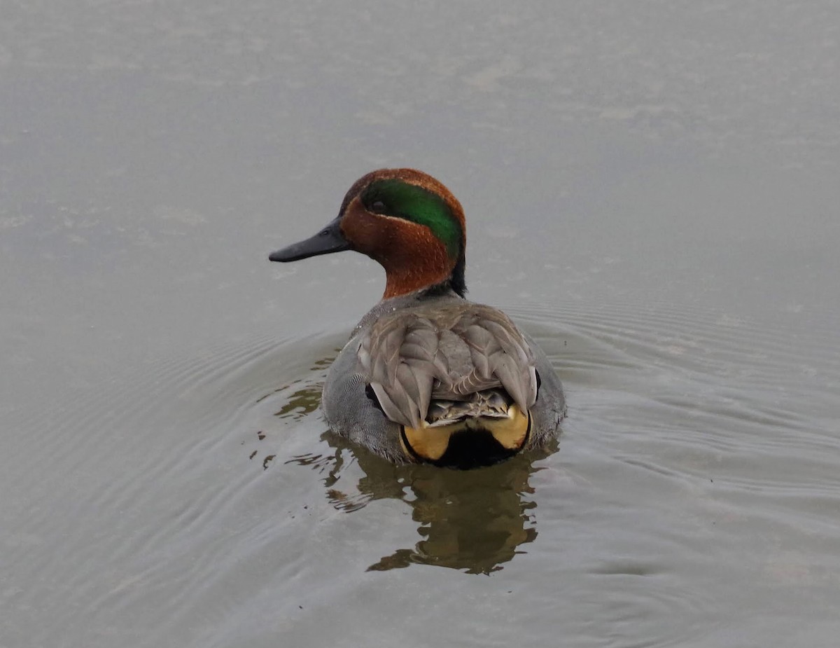 Green-winged Teal (American) - ML646353736