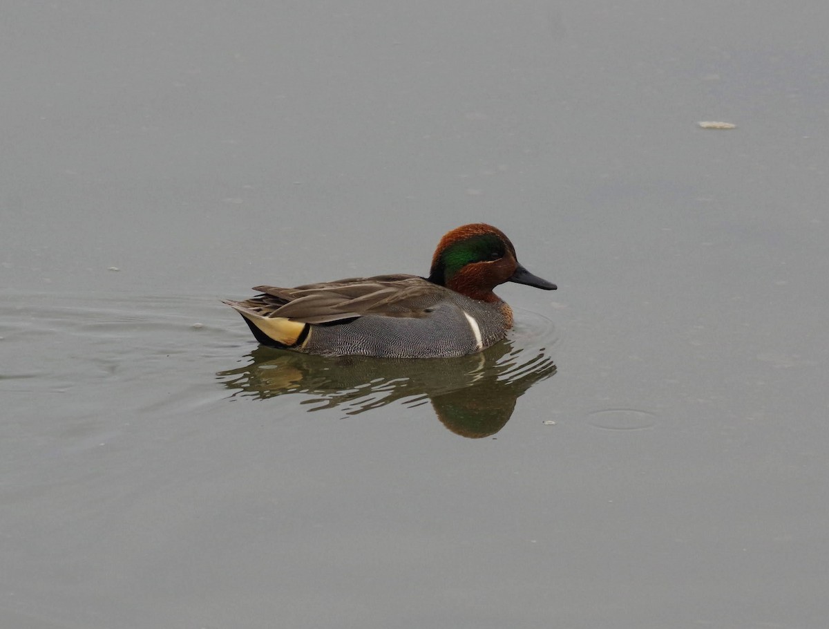 Green-winged Teal (American) - ML646353737