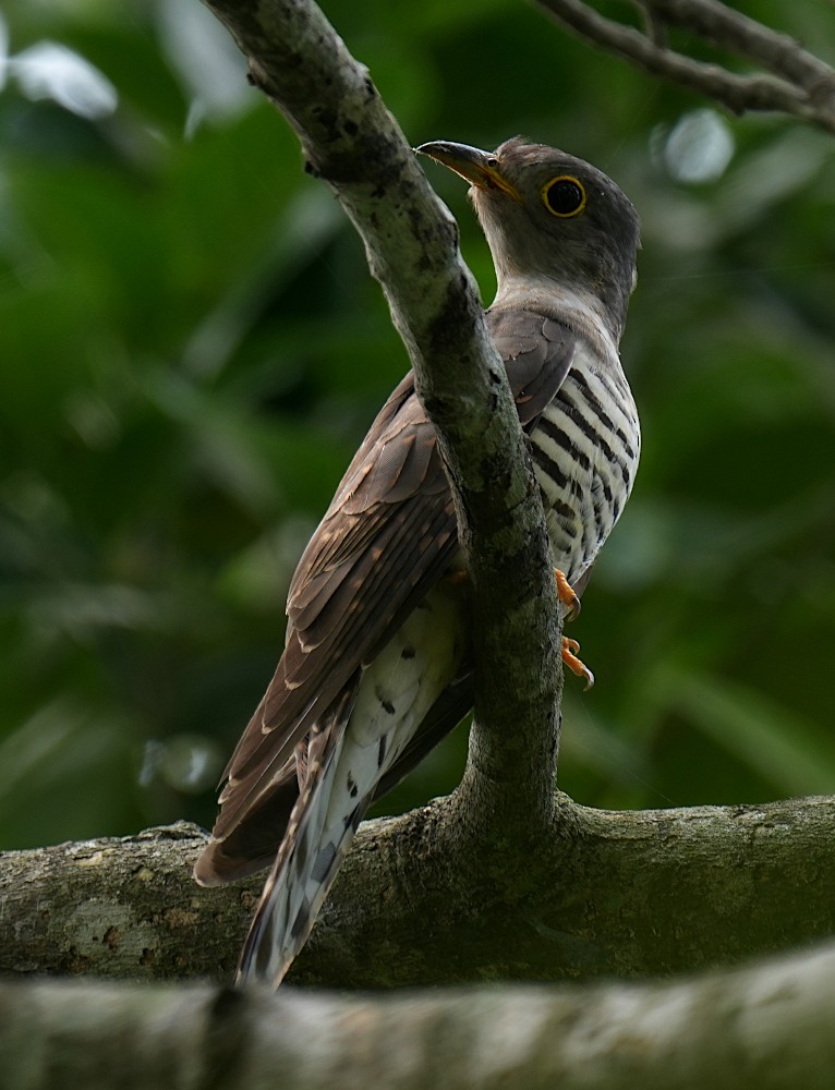 Indian Cuckoo - ML646353738