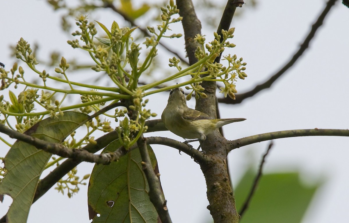 Tennessee Warbler - ML646353739