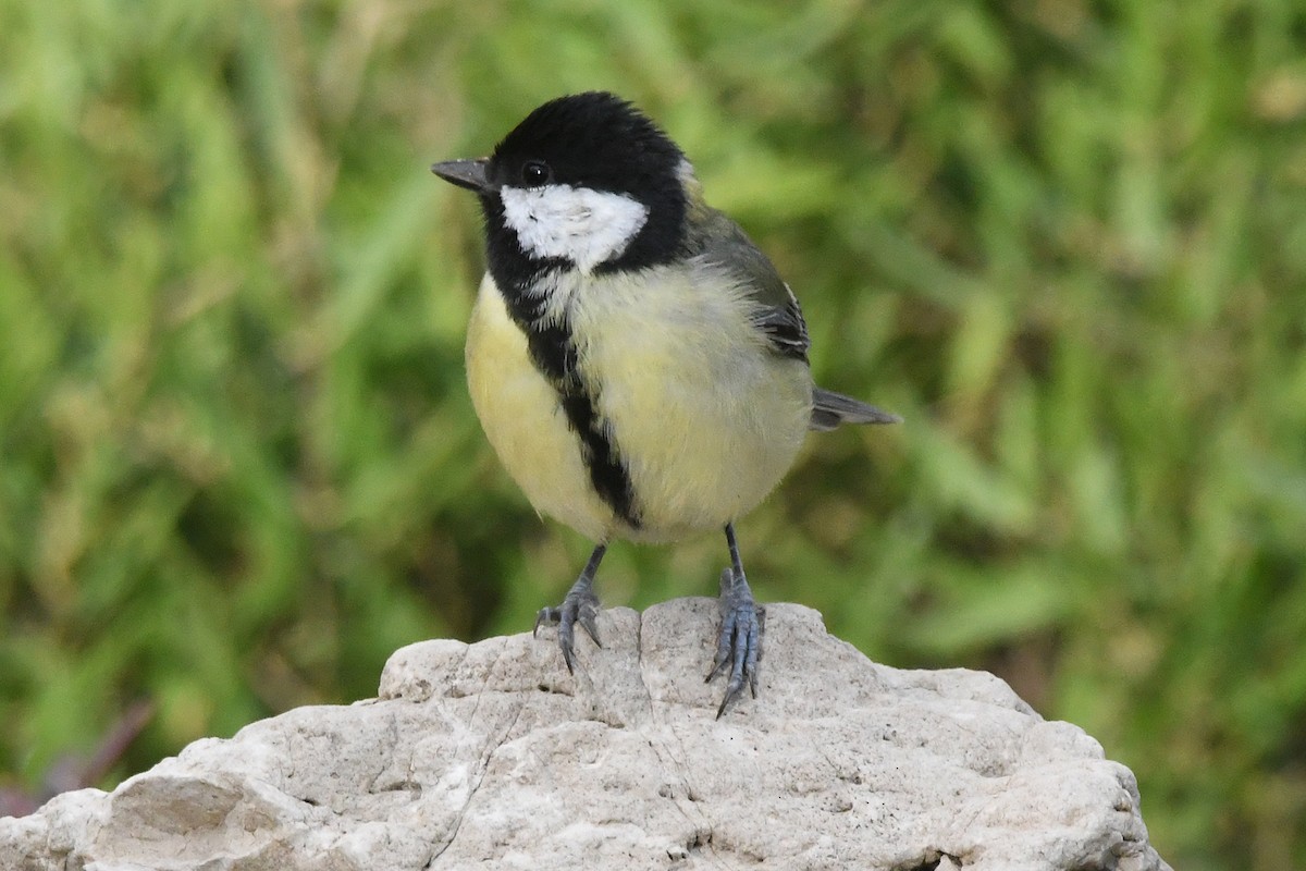 Great Tit - ML646353741