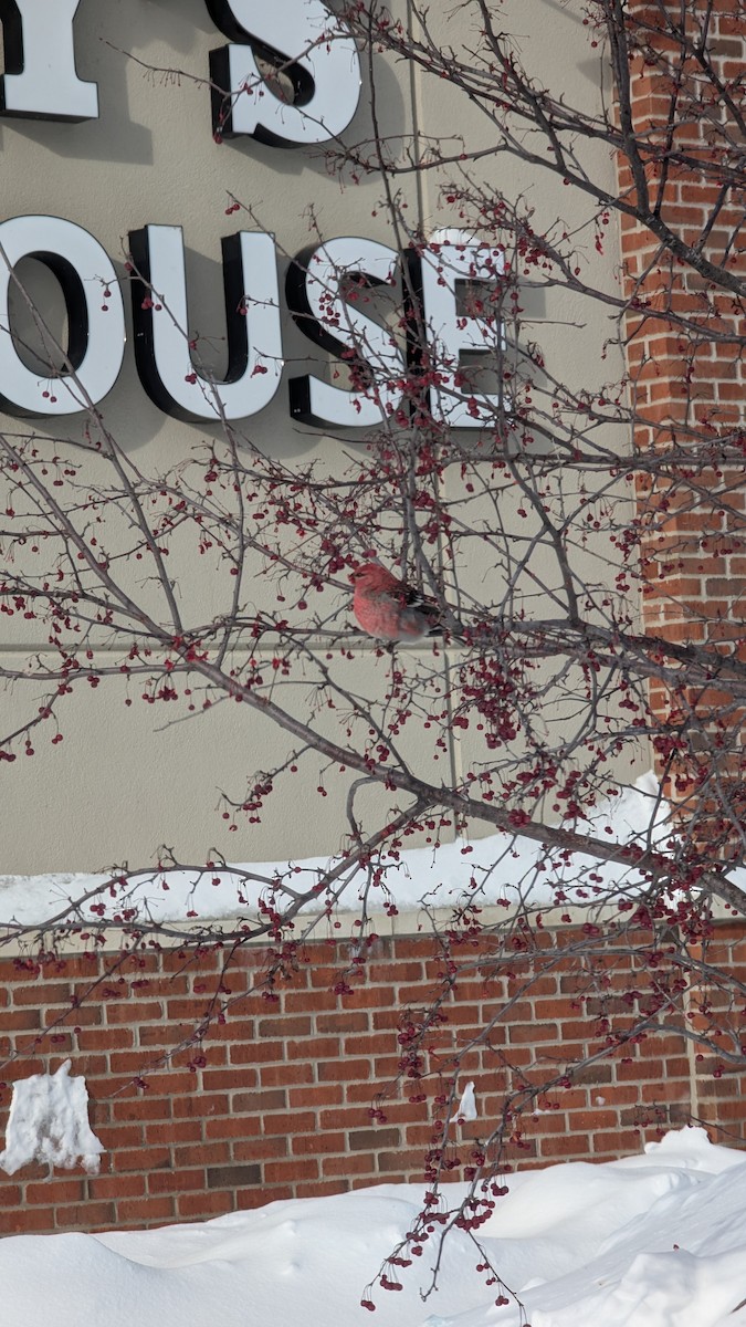 Pine Grosbeak - ML646353743