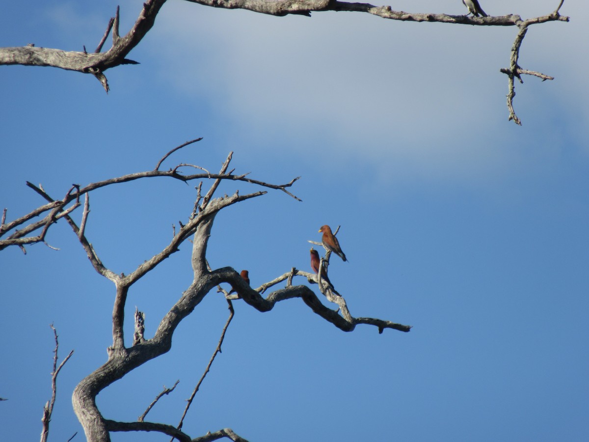 Broad-billed Roller - ML646353744