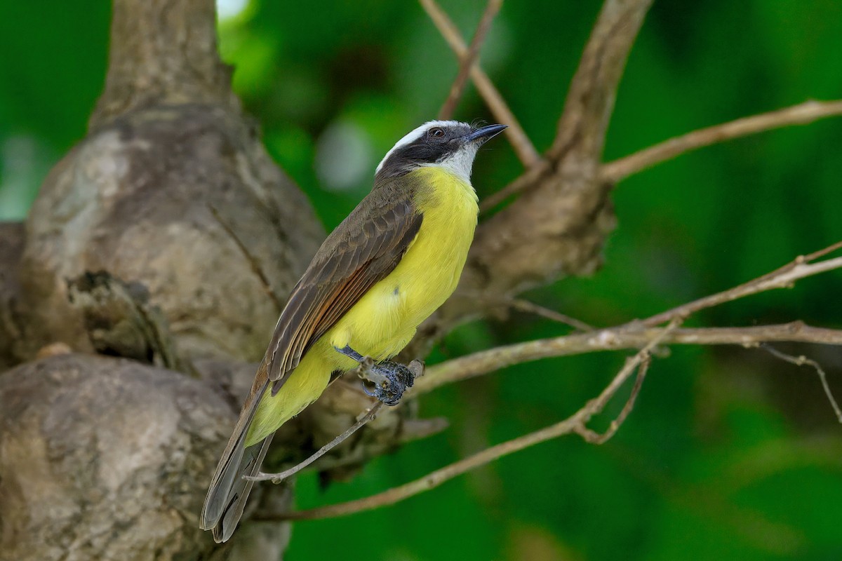 Rotscheitel-Maskentyrann - ML646353747