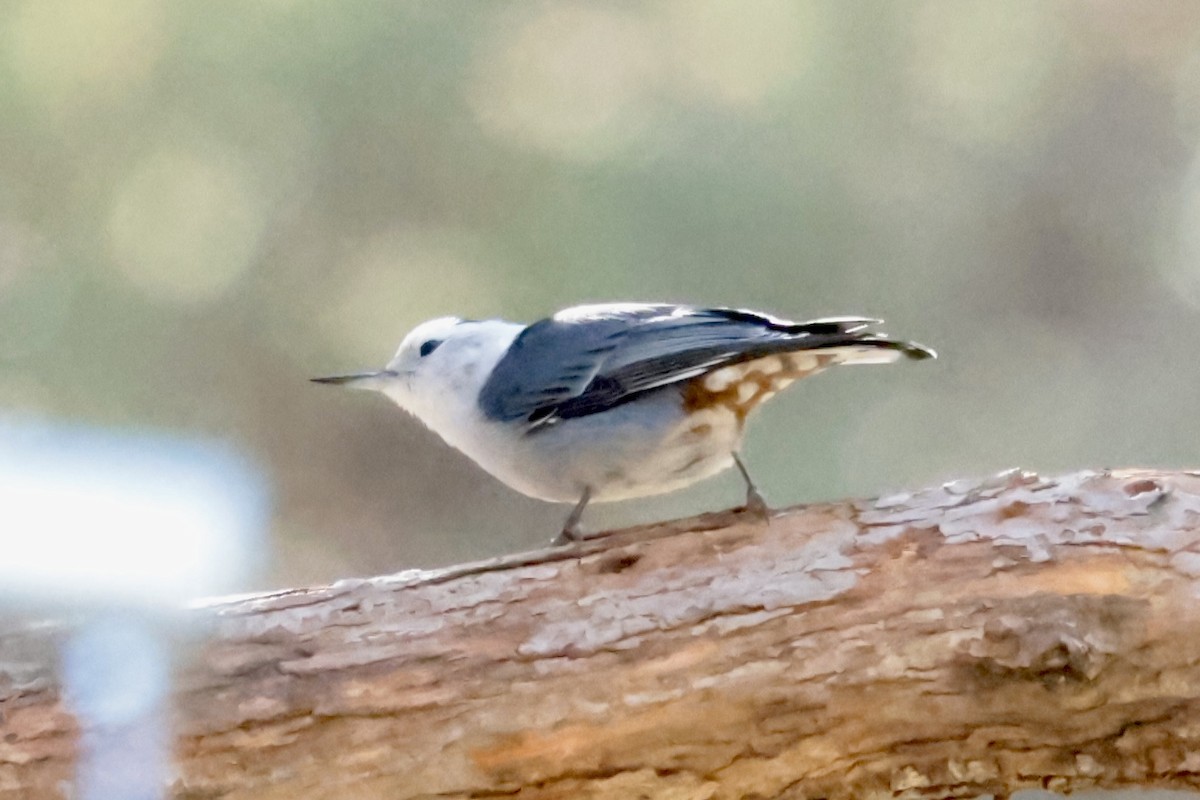 Повзик каролінський [група lagunae] - ML646353750