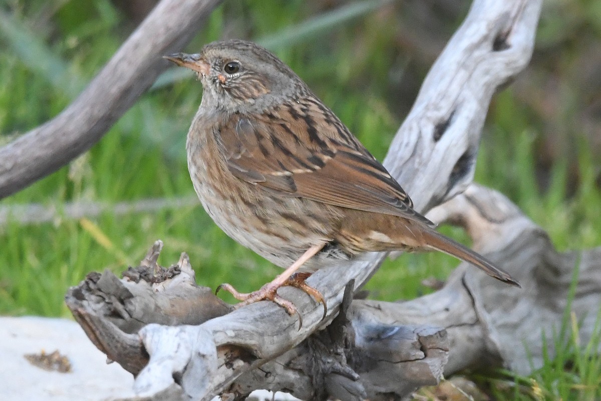 Dunnock - ML646353755