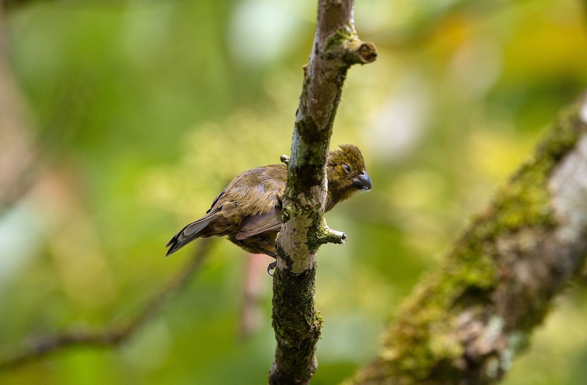 Variable Seedeater - ML646353758