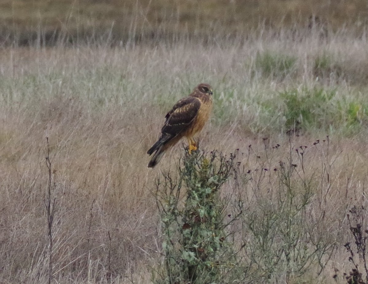 moták severoamerický - ML646353765