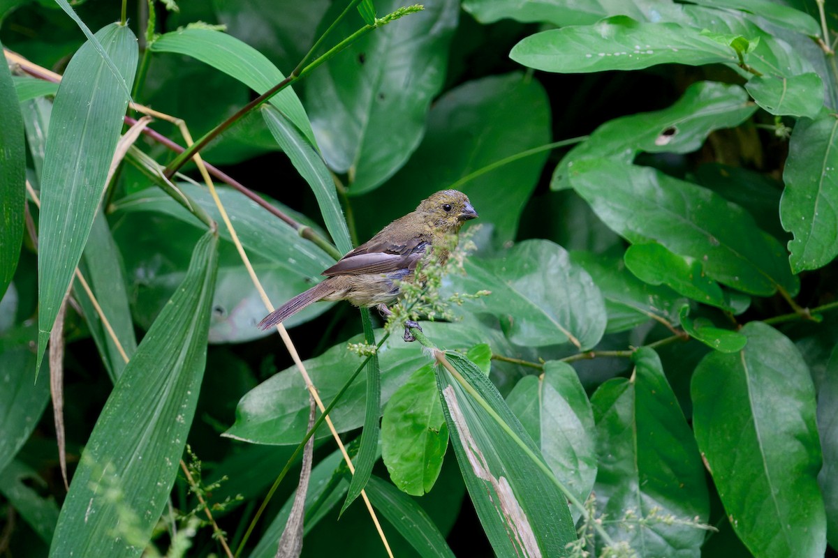 Variable Seedeater - ML646353768