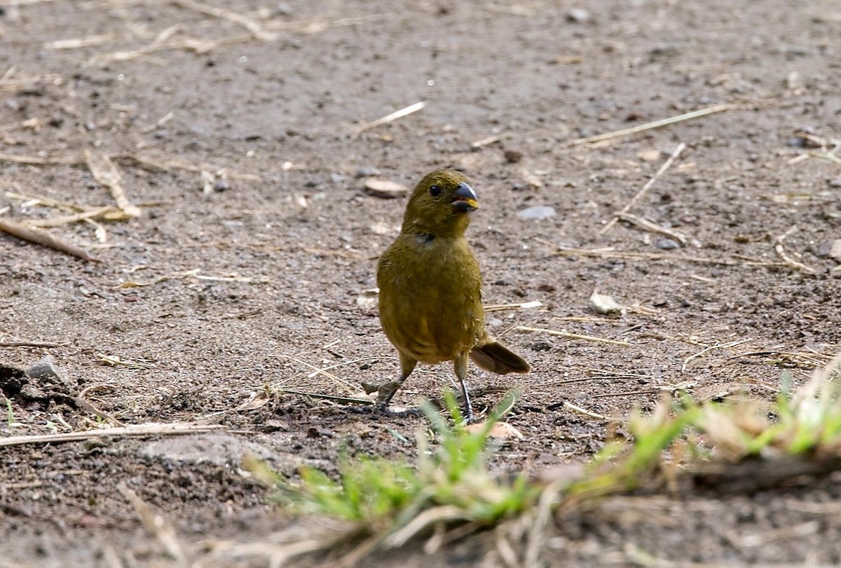Variable Seedeater - ML646353769