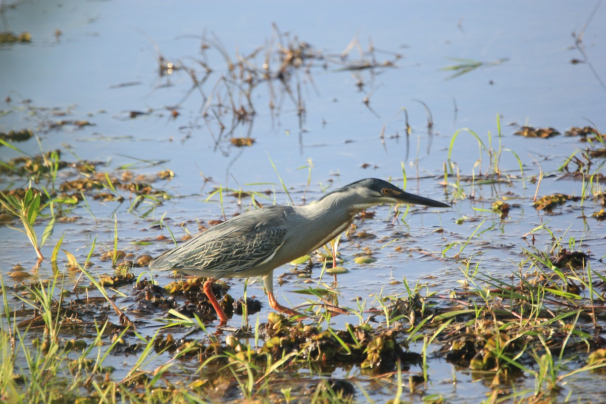 volavka proměnlivá - ML646353770