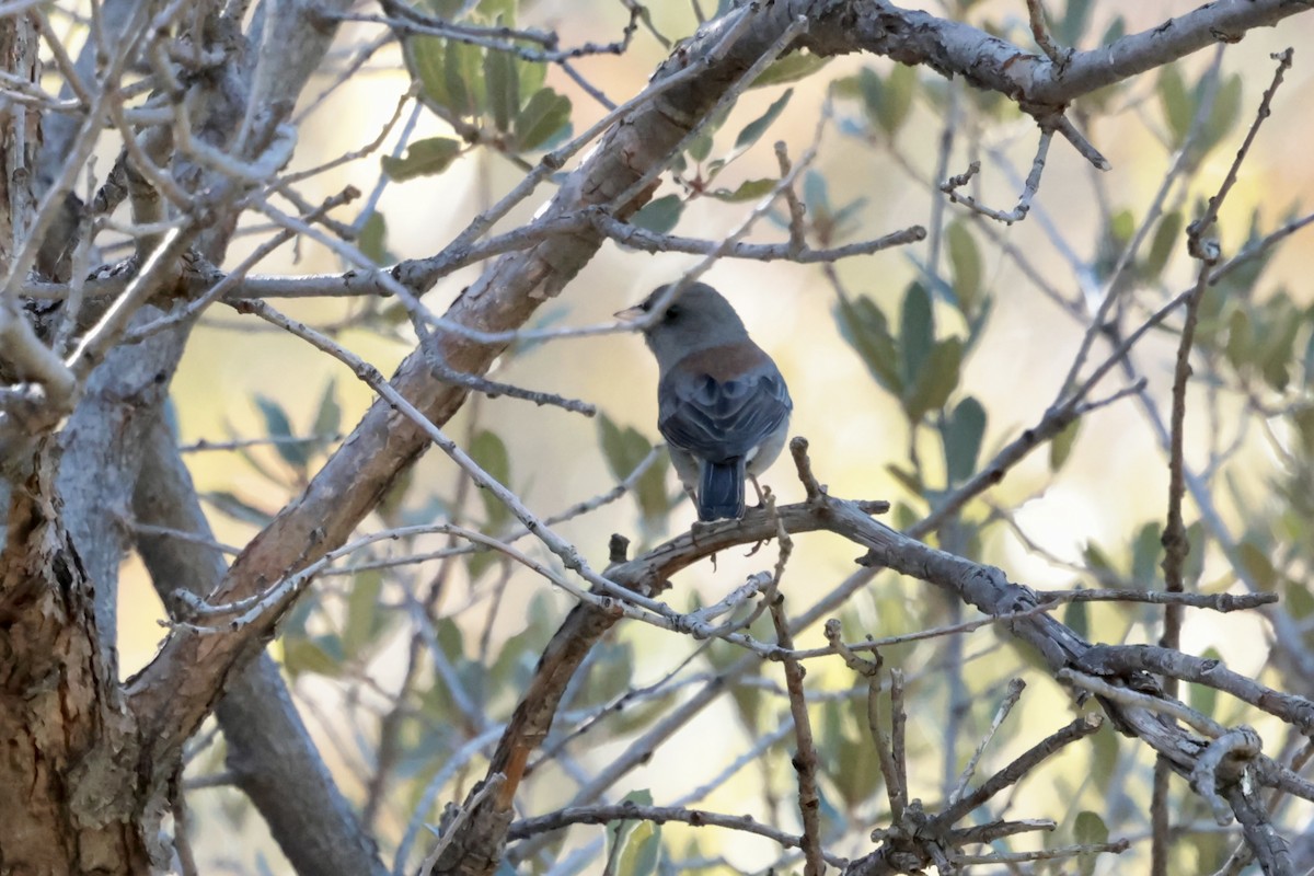 Юнко сірий - ML646353771