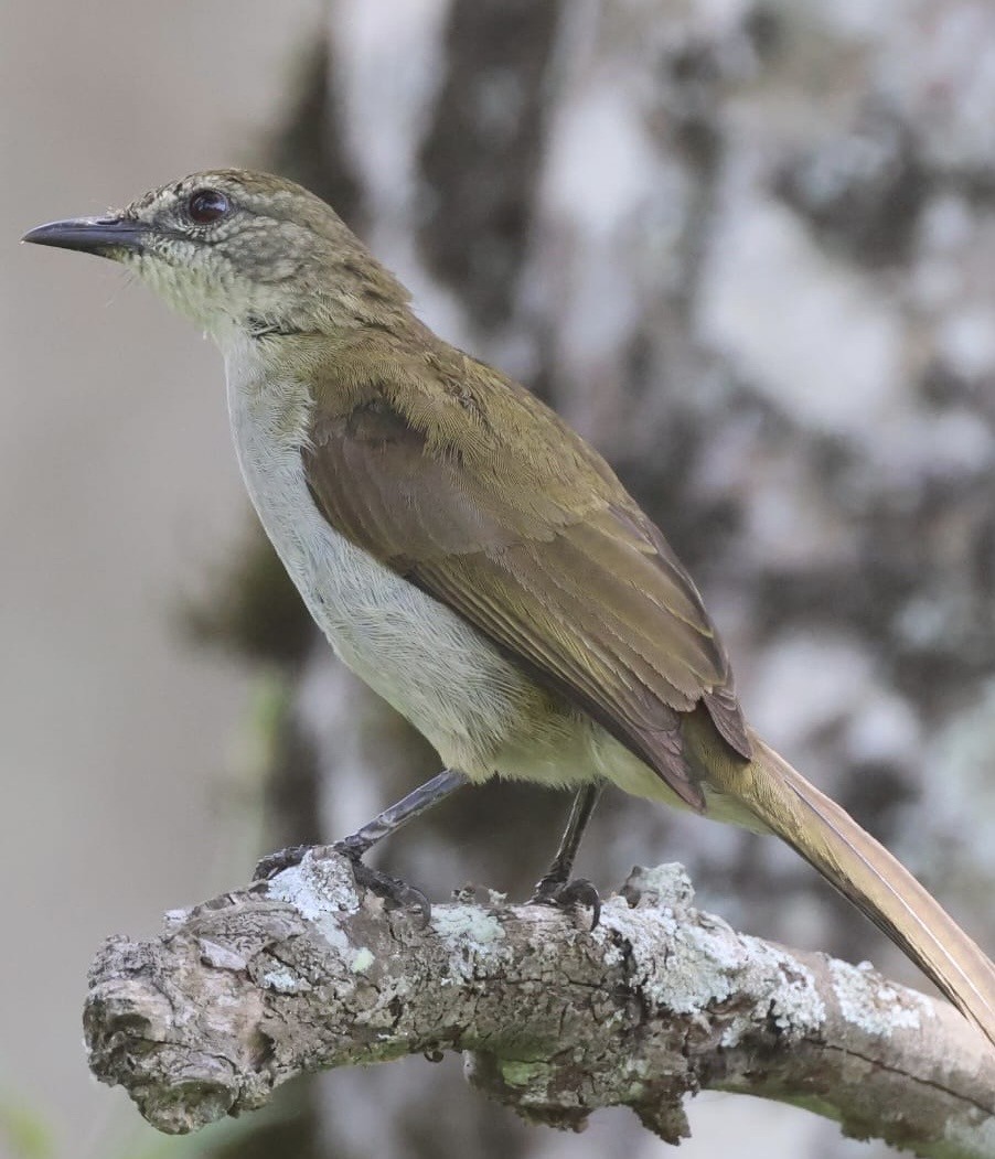 Slender-billed Greenbul - ML646353774
