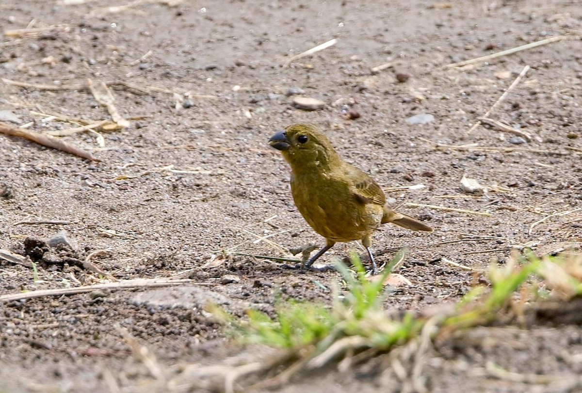 Variable Seedeater - ML646353775