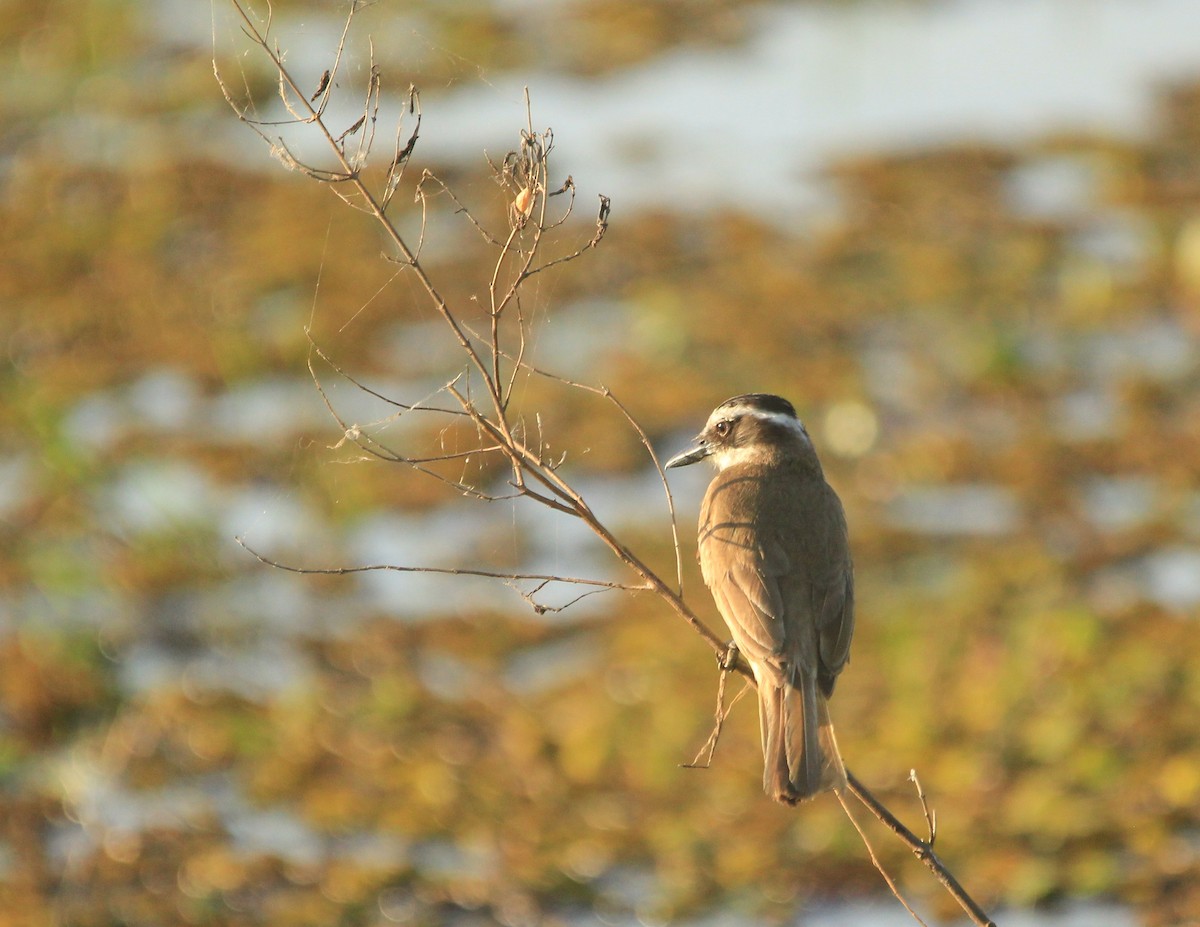 Great Kiskadee - ML646353781
