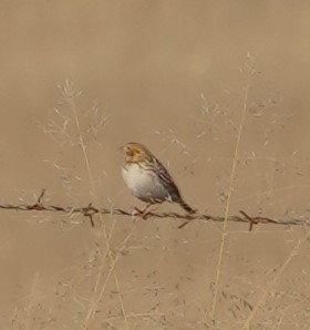 Baird's Sparrow - ML646353782