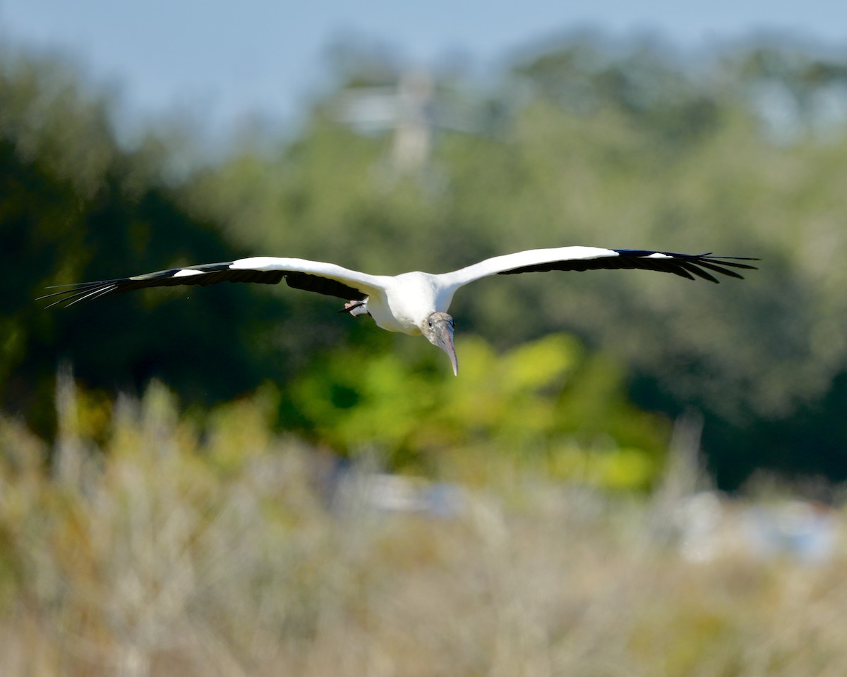 Wood Stork - ML646353783
