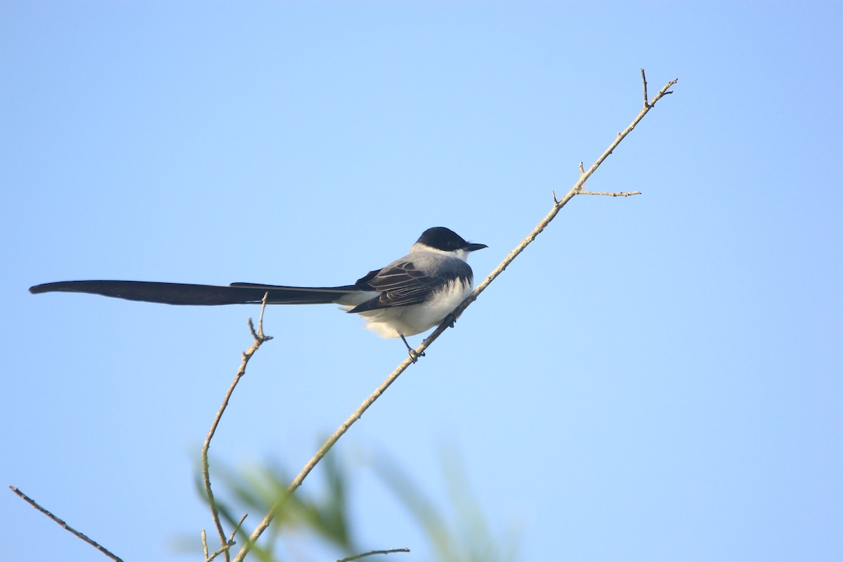 tyran savanový - ML646353784