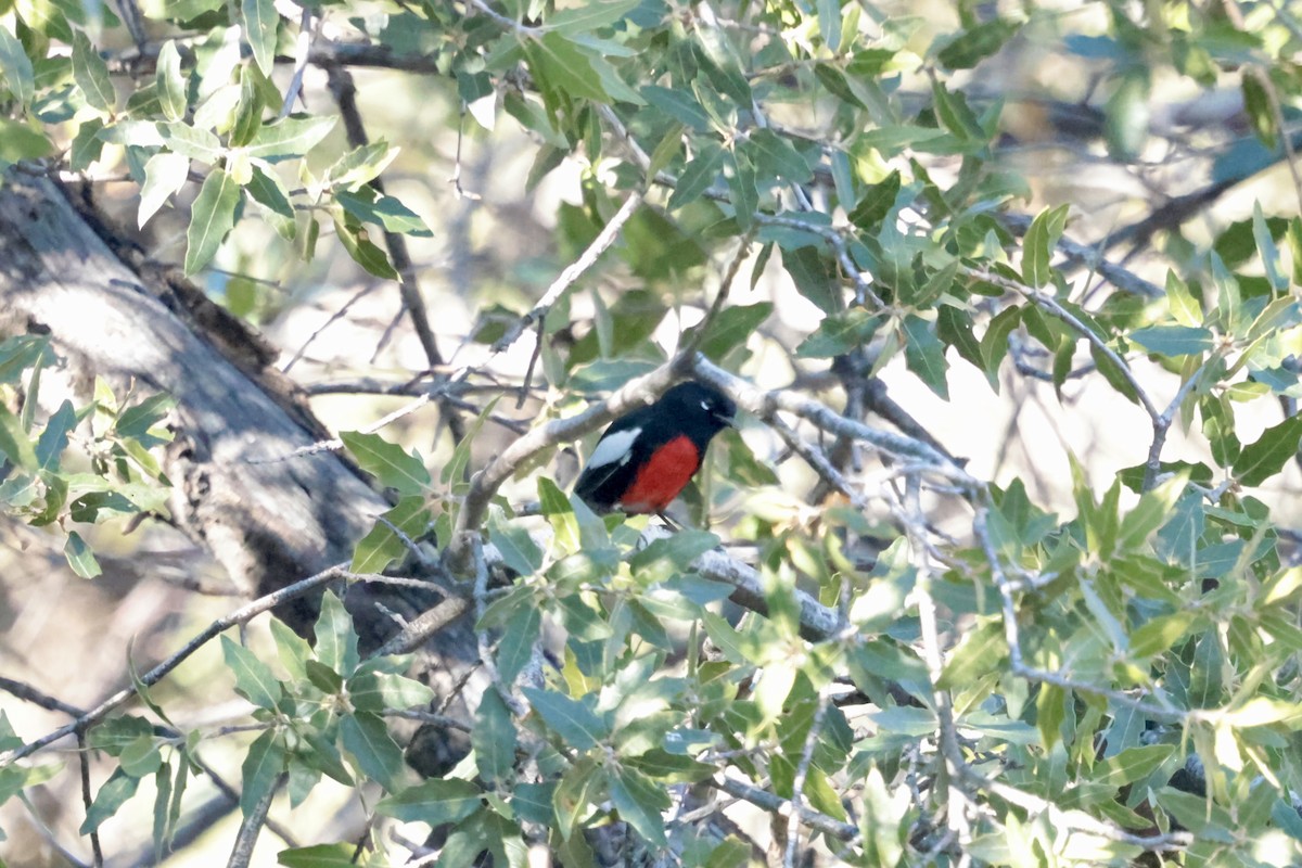 Painted Redstart - ML646353795