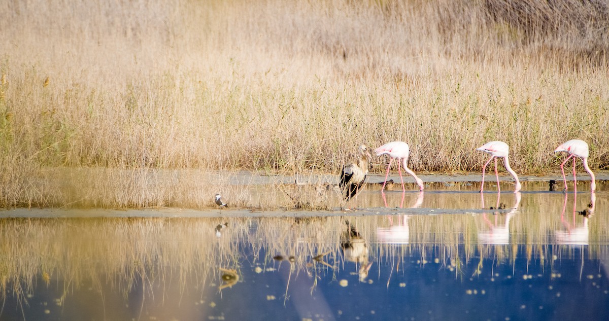 Greater Flamingo - ML646353796