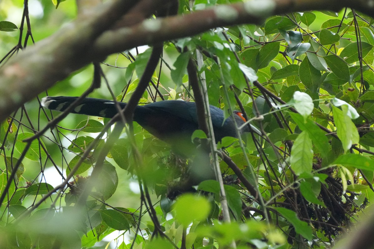 Chestnut-bellied Malkoha - ML646353797