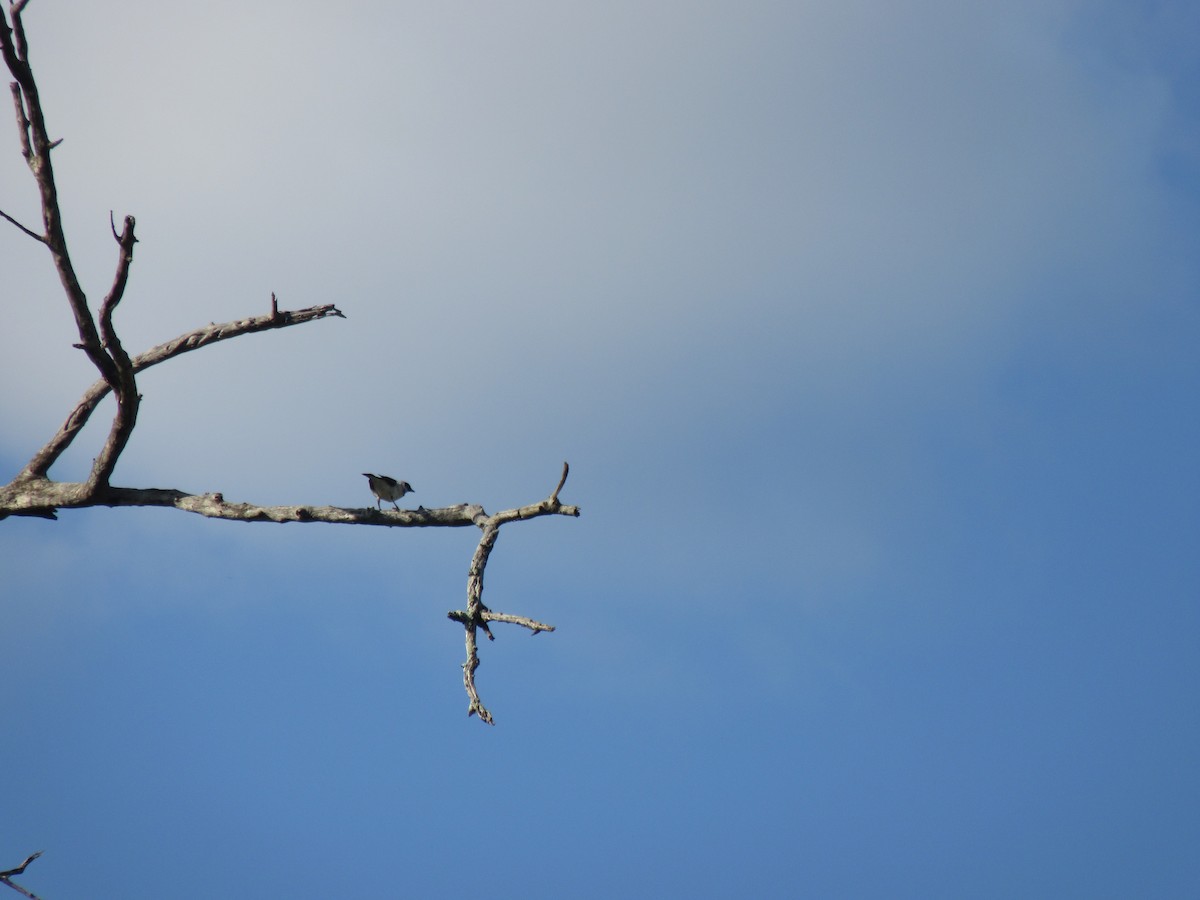 Violet-backed Starling - ML646353798