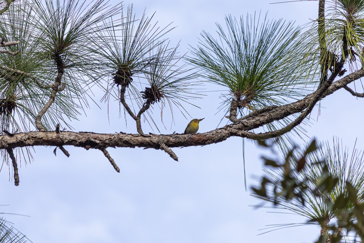 Pine Warbler - ML646353799