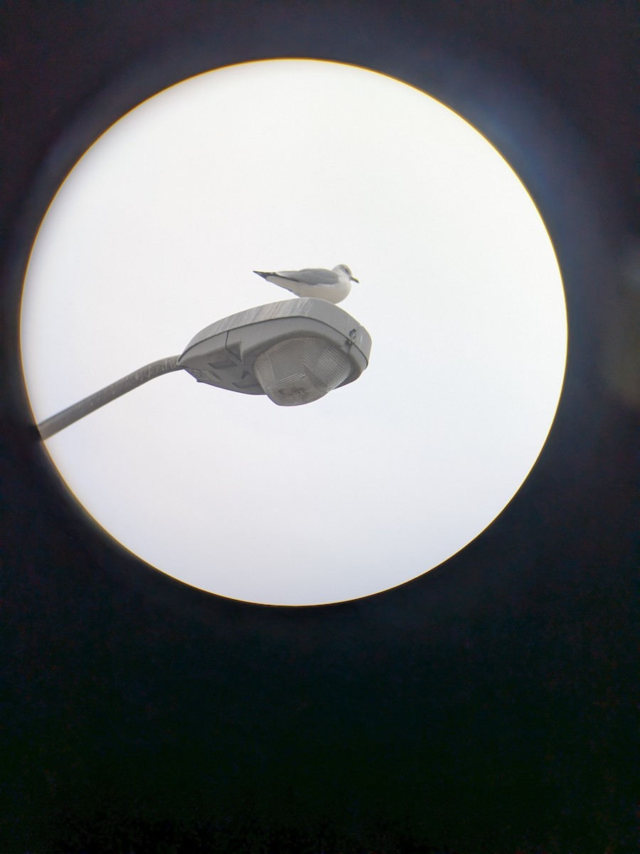 Ring-billed Gull - ML646353800