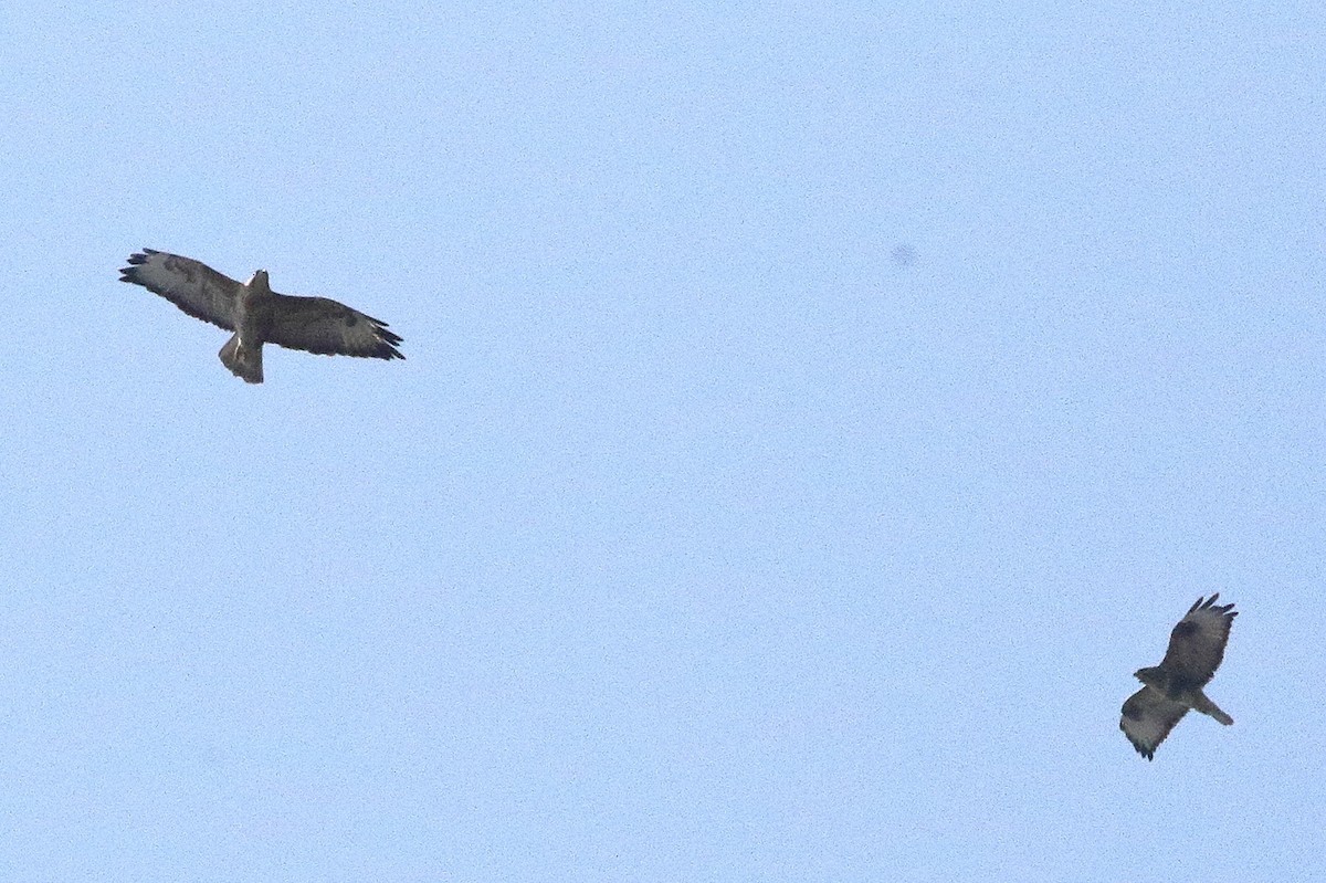 Long-legged Buzzard - ML646353801