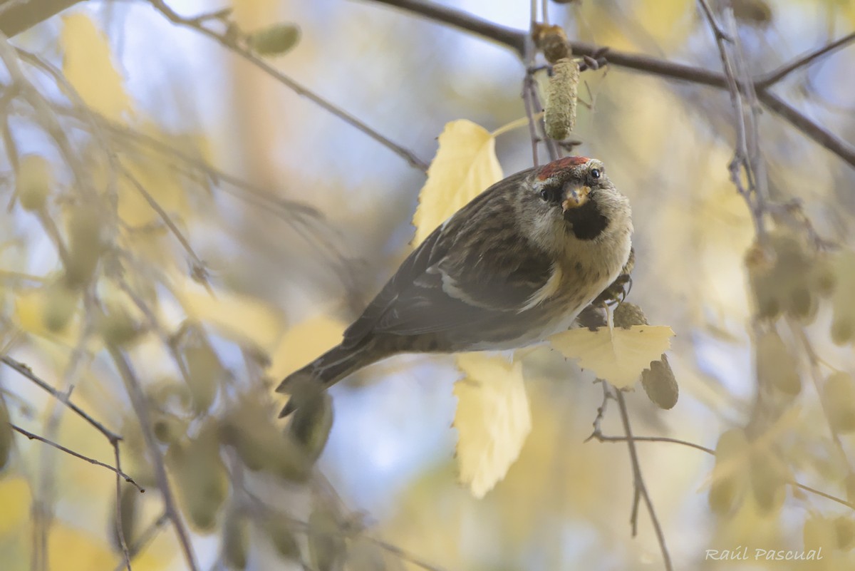Redpoll (Common) - ML646353803