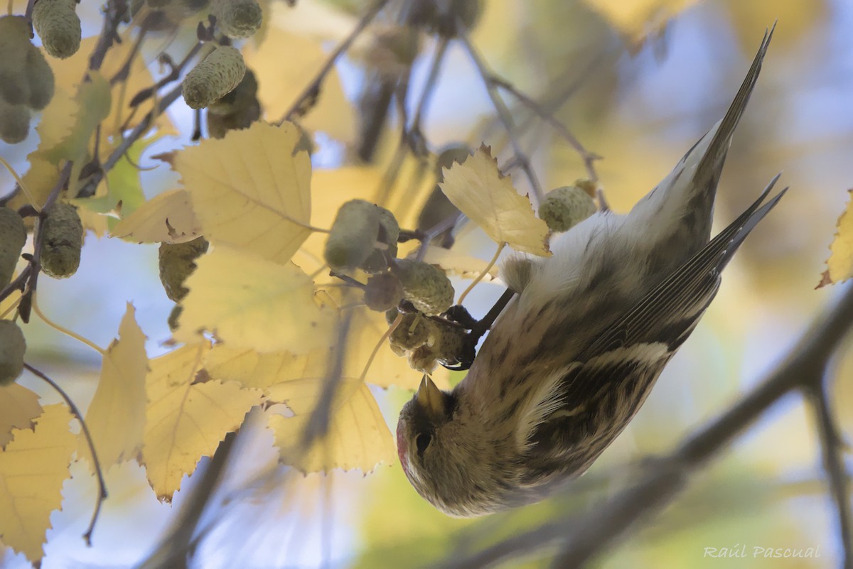 Redpoll (Common) - ML646353804