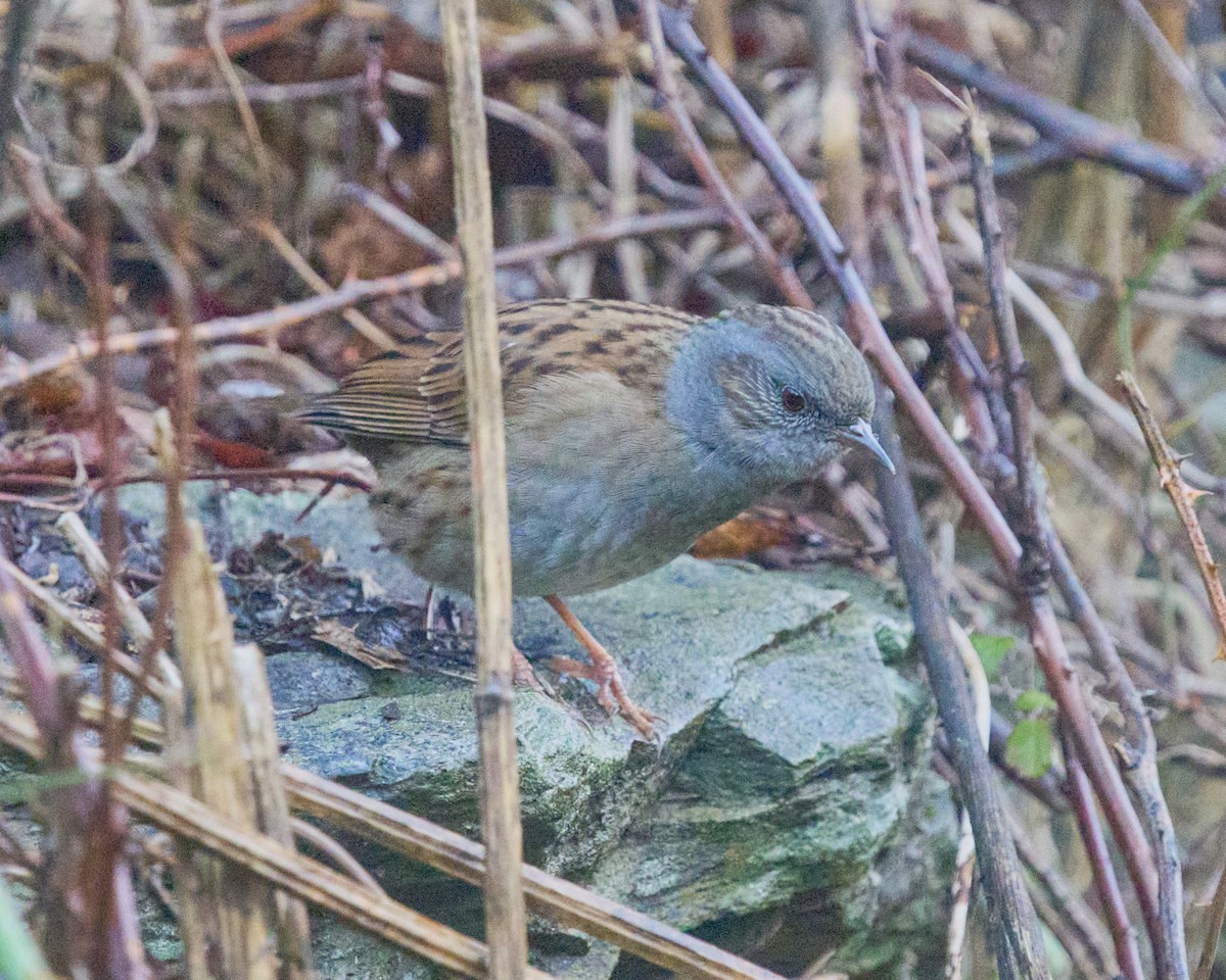 Dunnock - ML646353805