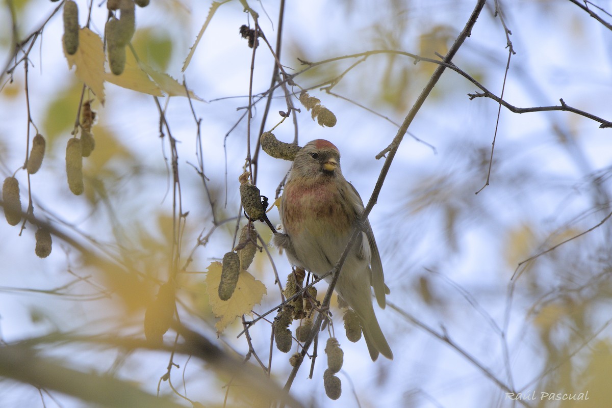Redpoll (Common) - ML646353806