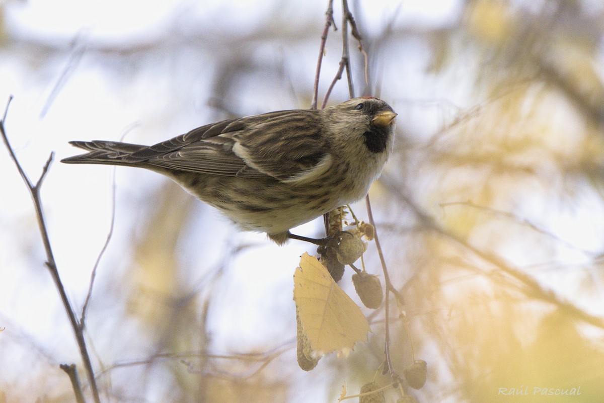 Redpoll (Common) - ML646353807