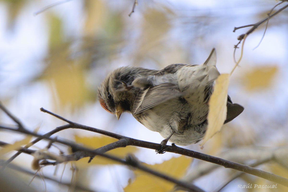 Redpoll (Common) - ML646353808