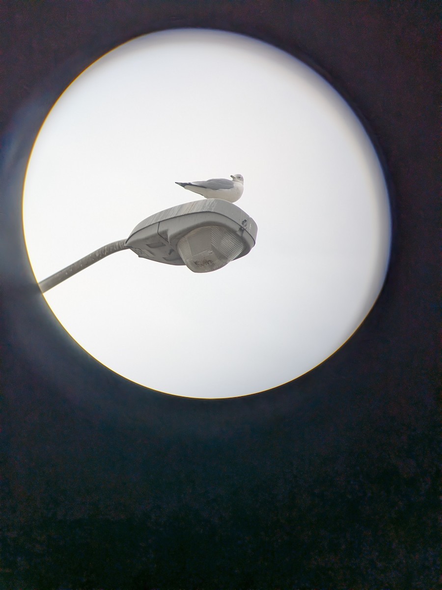 Ring-billed Gull - ML646353809