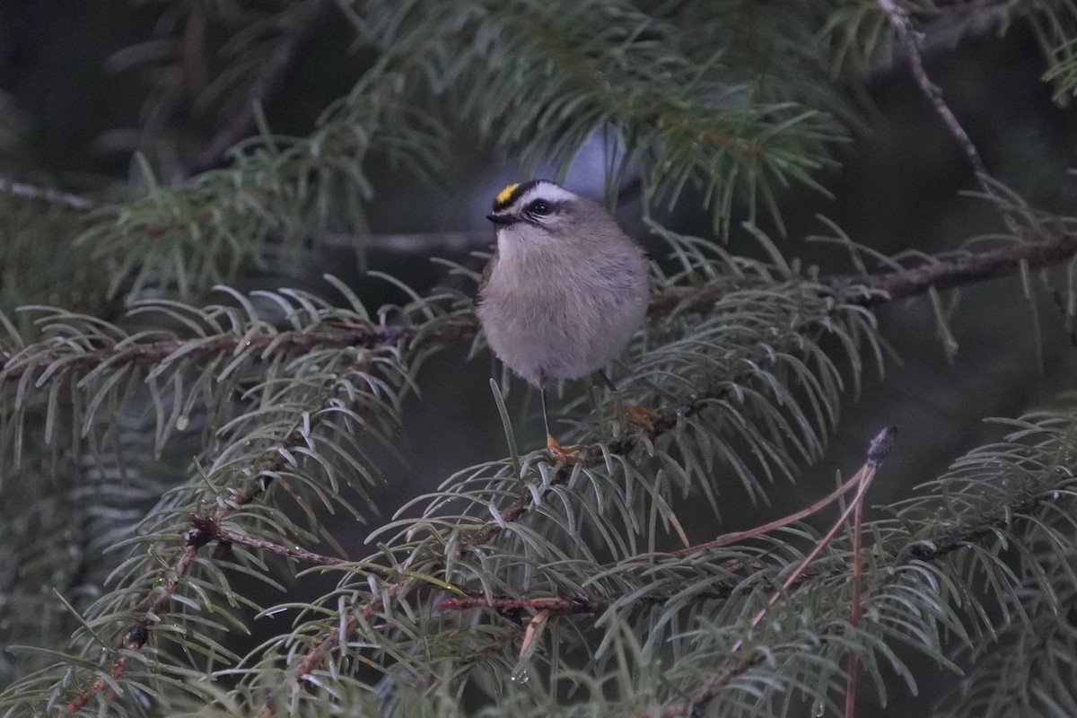 Golden-crowned Kinglet - ML646353810