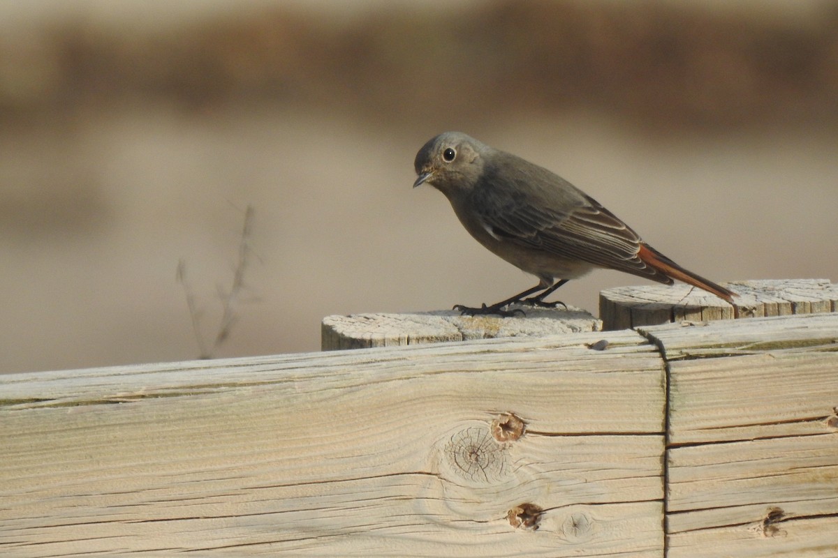 Black Redstart - ML646353811